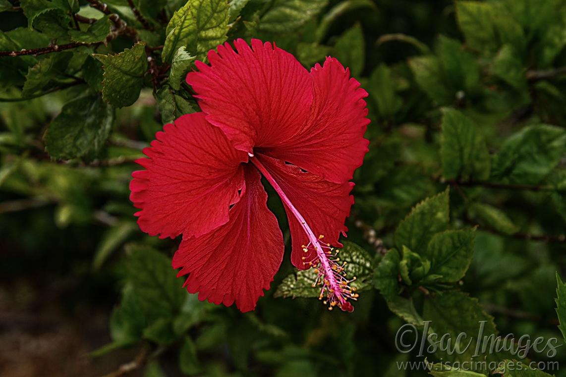 Click image for larger version

Name:	7886-Red_Hibiscus.jpg
Views:	37
Size:	95.0 KB
ID:	485234