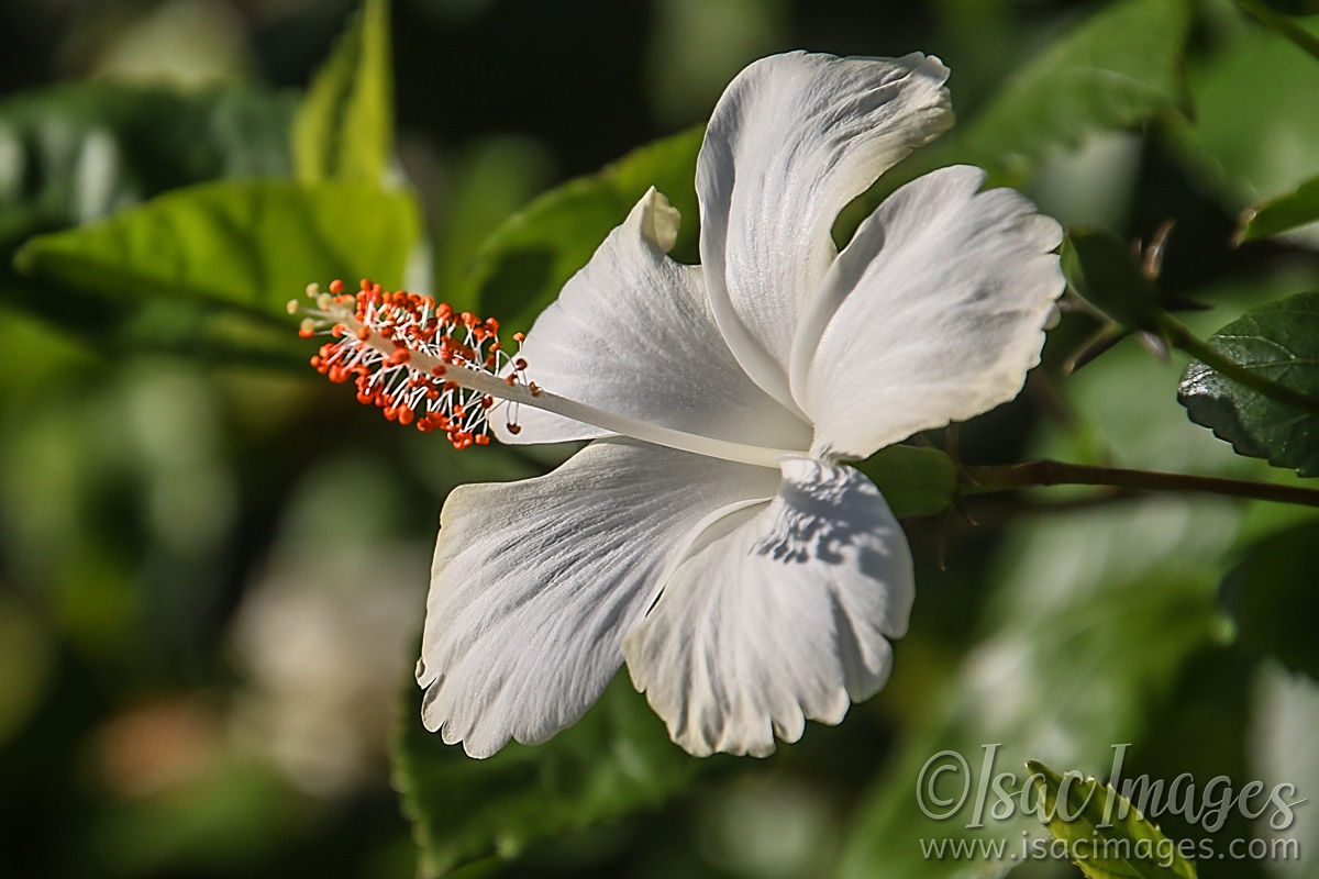 Click image for larger version

Name:	8154-White_Hibiscus.jpg
Views:	106
Size:	497.4 KB
ID:	485457