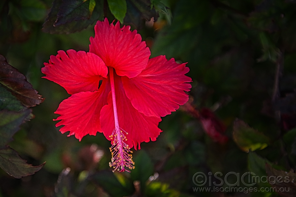 Click image for larger version

Name:	7764-Hibiscus.jpg
Views:	40
Size:	341.1 KB
ID:	472382