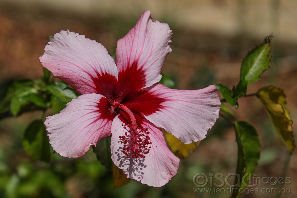 Click image for larger version

Name:	2045-Hibiscus_Toodyay.jpg
Views:	51
Size:	389.8 KB
ID:	474255