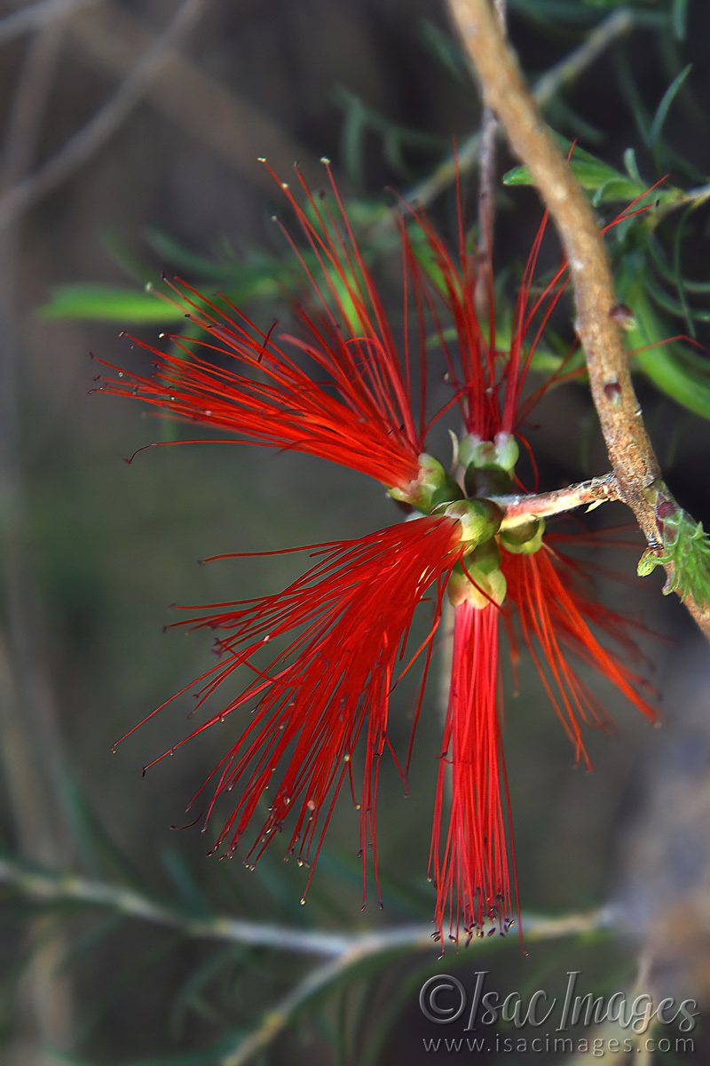 Click image for larger version

Name:	027A8668-Single_Sided_Bottlebrush.jpg
Views:	59
Size:	302.3 KB
ID:	498204