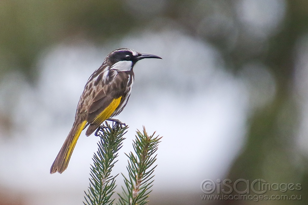 Click image for larger version

Name:	9707-White_Cheeked_Honeyeter.jpg
Views:	96
Size:	330.0 KB
ID:	473438