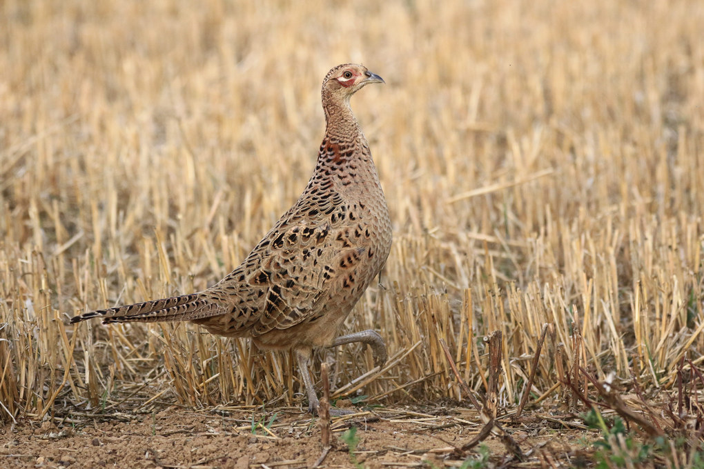 Click image for larger version  Name:	Hen PheasantSOC.jpg Views:	8 Size:	246.7 KB ID:	489891