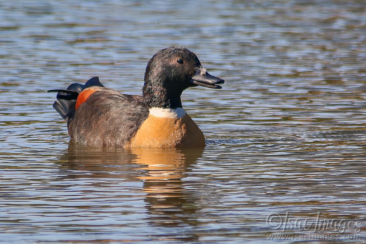 Click image for larger version

Name:	027A8886-Shelduck.jpg
Views:	29
Size:	301.6 KB
ID:	498428