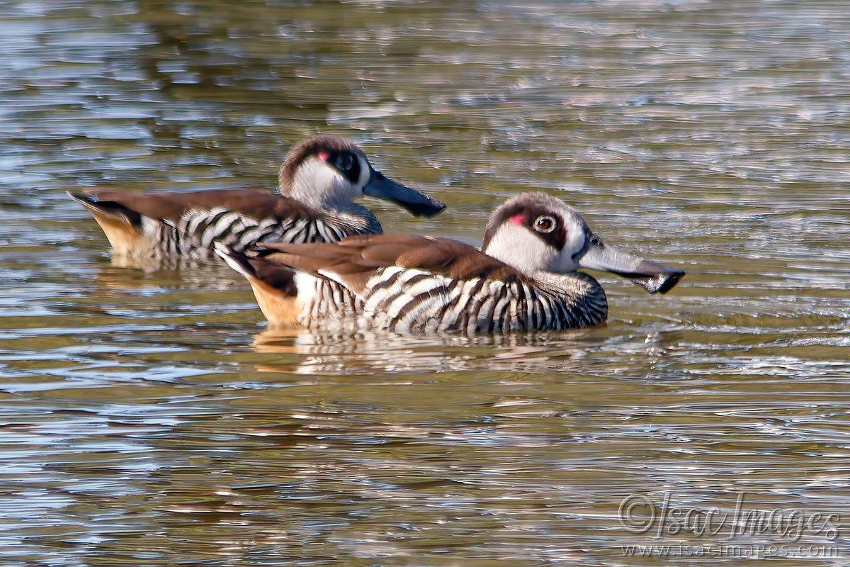 Click image for larger version

Name:	027A8877-Pink_Eared_Ducks.jpg
Views:	30
Size:	300.0 KB
ID:	498431