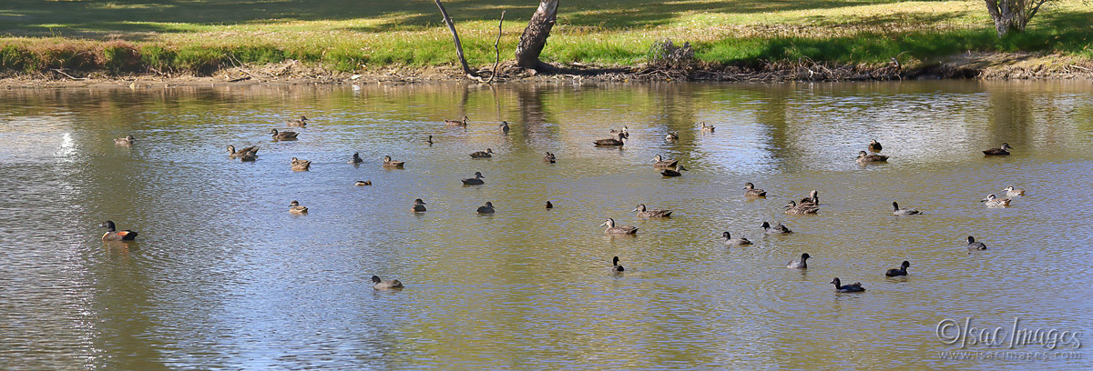 Click image for larger version

Name:	027A8862-Pano_Ducks.jpg
Views:	42
Size:	295.3 KB
ID:	498433