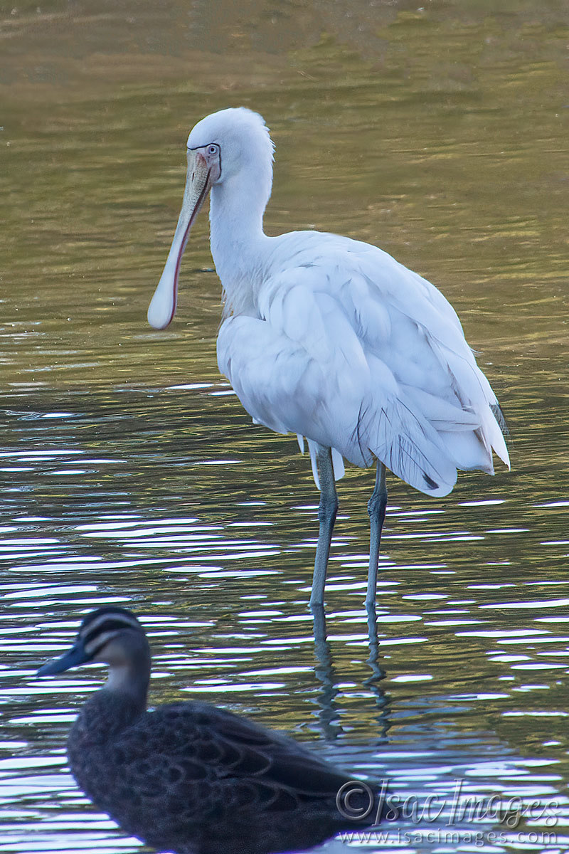 Click image for larger version

Name:	027A9030-Yellow_Billed_Spoonbill.jpg
Views:	42
Size:	302.4 KB
ID:	498436