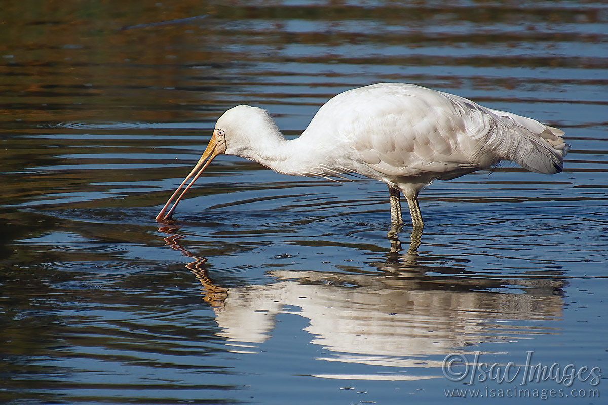 Click image for larger version

Name:	027A9137-Yellow_Billed_Spoonbill.jpg
Views:	42
Size:	317.9 KB
ID:	498437