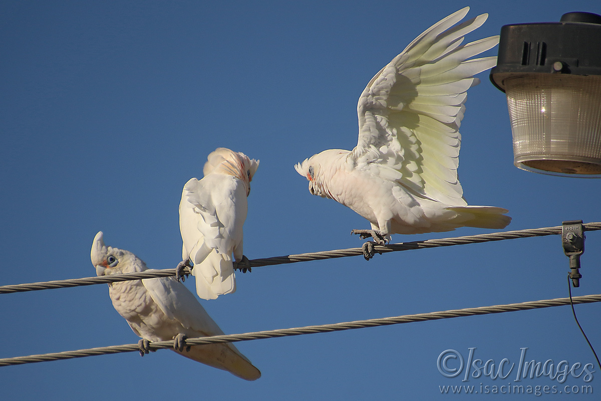 Click image for larger version

Name:	027A9157-Corellas.jpg
Views:	48
Size:	286.0 KB
ID:	498451