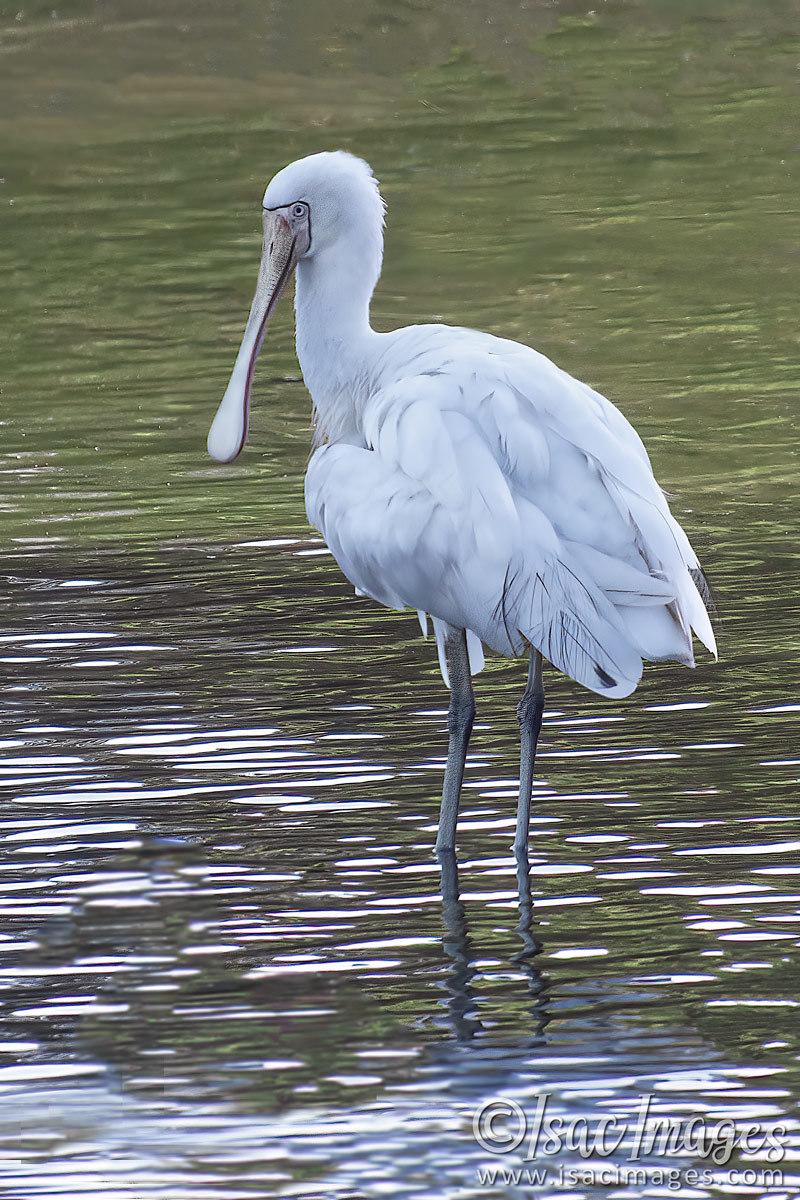 Click image for larger version  Name:	027A9030-Yellow_Billed_Spoonbill.jpg Views:	0 Size:	295.9 KB ID:	498507