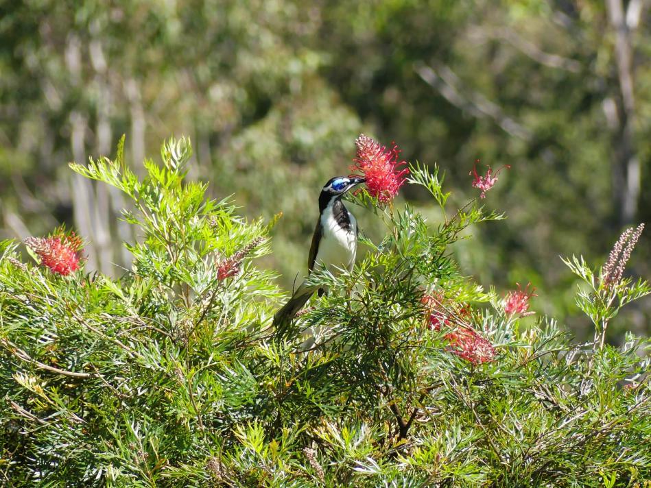 Click image for larger version

Name:	GJ-Blue-faced Honeyeater (11).jpg
Views:	65
Size:	167.5 KB
ID:	477683