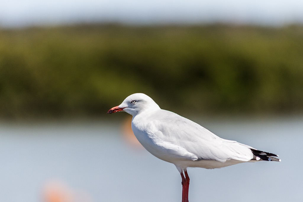 Click image for larger version

Name:	Silver Gull.jpg
Views:	129
Size:	70.6 KB
ID:	469096