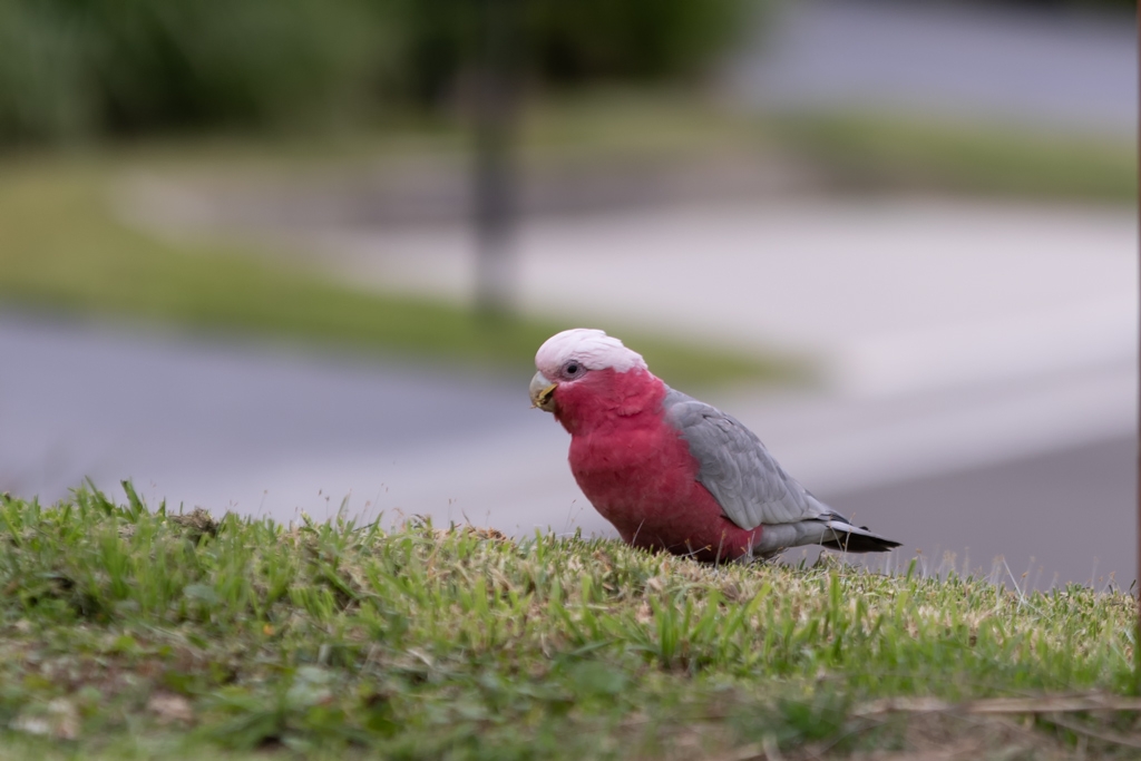 Click image for larger version

Name:	Galah 5.jpg
Views:	39
Size:	295.7 KB
ID:	469846