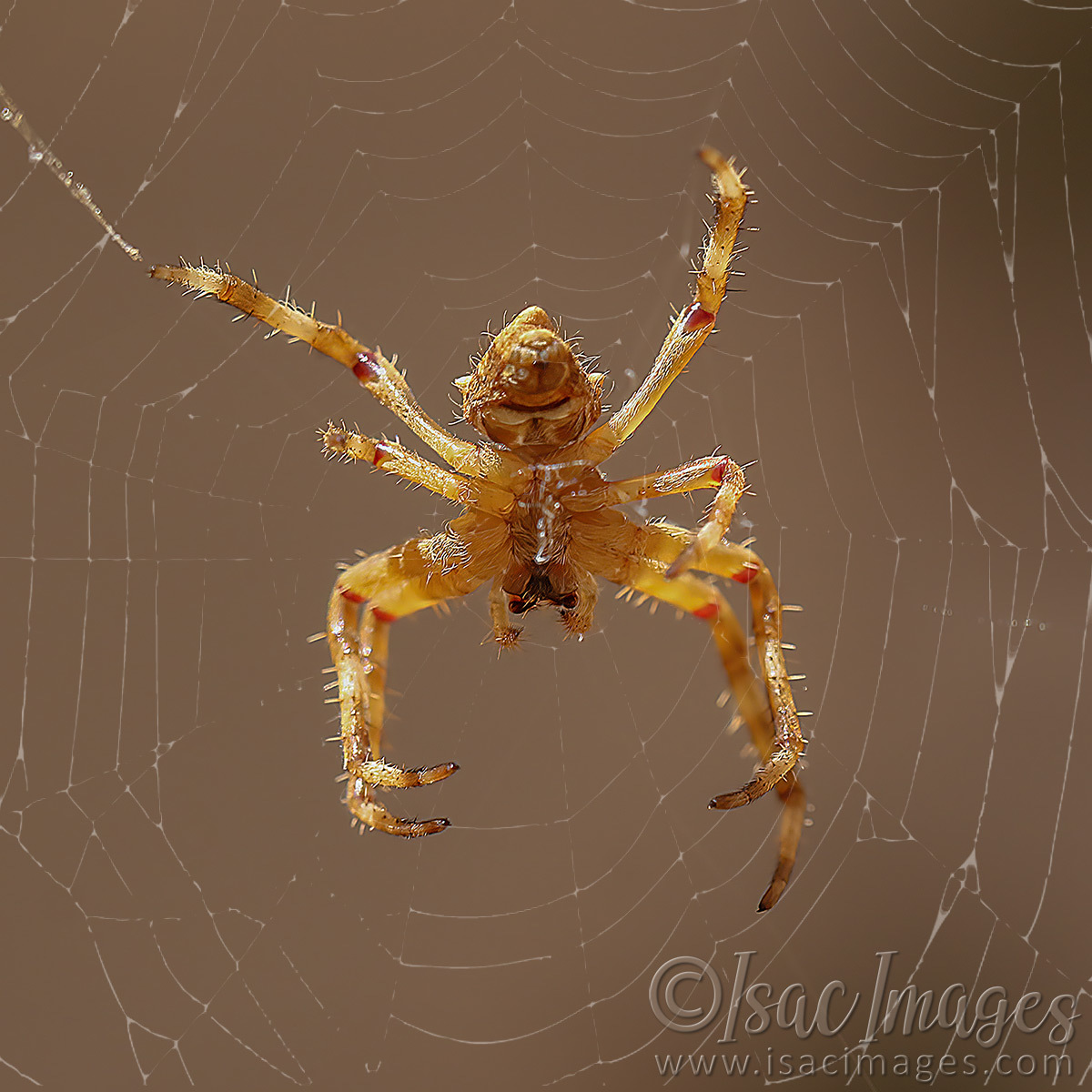 Click image for larger version

Name:	027A8744-Spider_Web.jpg
Views:	98
Size:	299.9 KB
ID:	498555