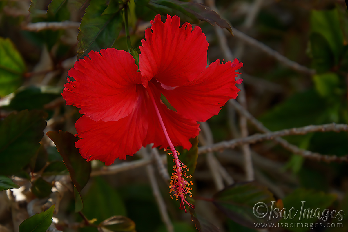 Click image for larger version

Name:	9206-Red_Hibiscus.jpg
Views:	50
Size:	301.0 KB
ID:	498606