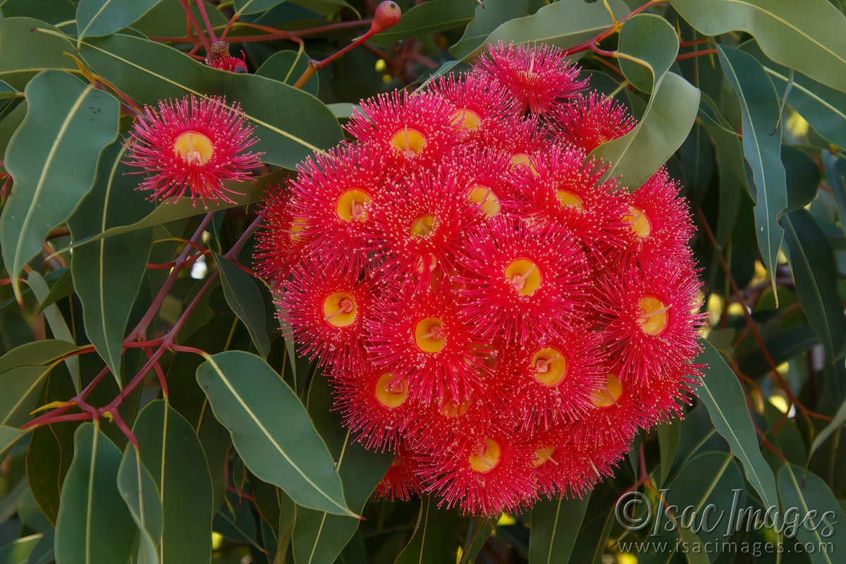 Click image for larger version

Name:	9193-Red_flowering_Gum.jpg
Views:	49
Size:	304.1 KB
ID:	498607