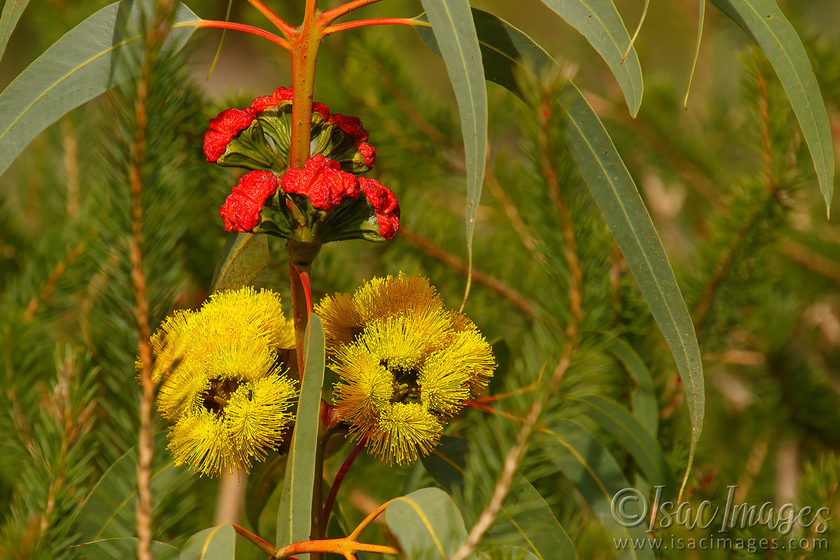 Click image for larger version

Name:	9302-Flowering_Gum.jpg
Views:	50
Size:	303.0 KB
ID:	498608