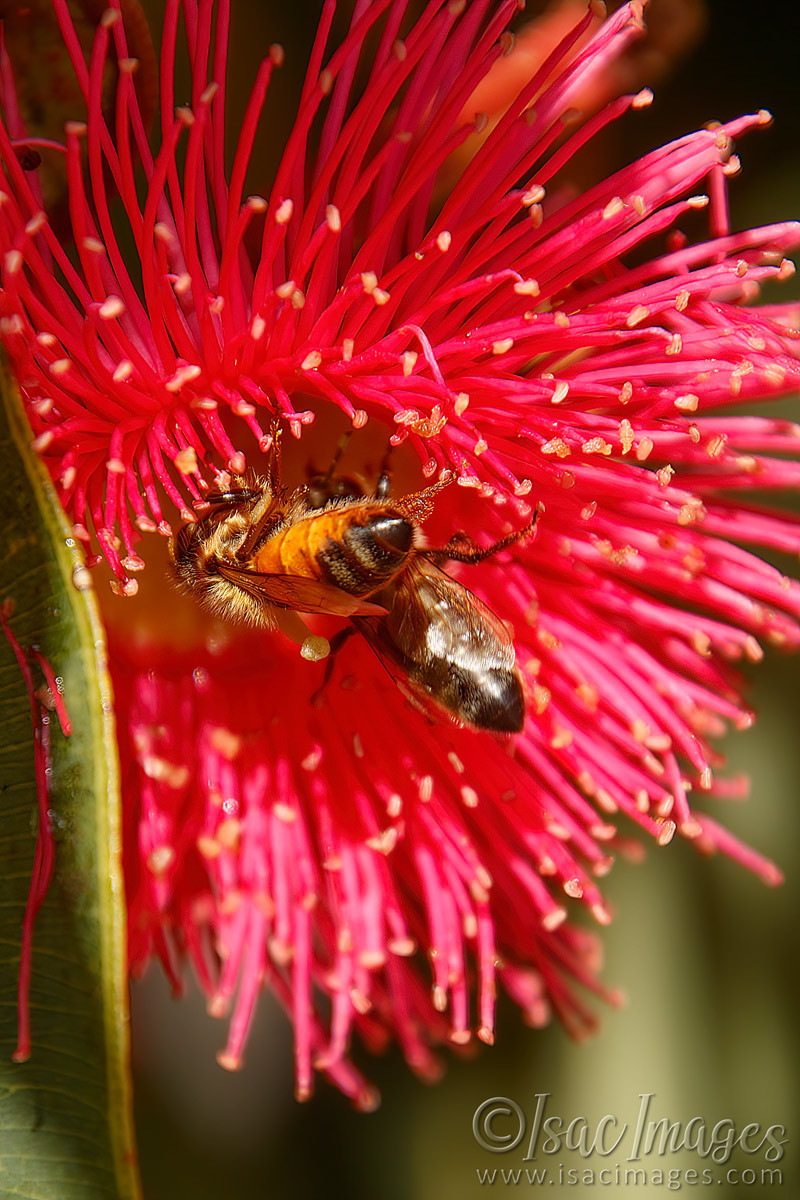 Click image for larger version

Name:	9195-Bee_in_Flowering_Gum.jpg
Views:	50
Size:	308.9 KB
ID:	498609