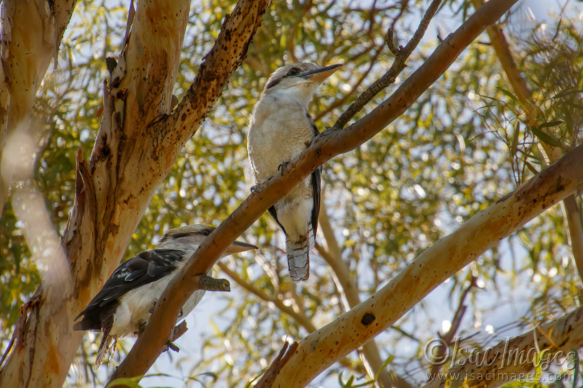 Click image for larger version

Name:	9304-Kookaburras.jpg
Views:	39
Size:	303.8 KB
ID:	498615