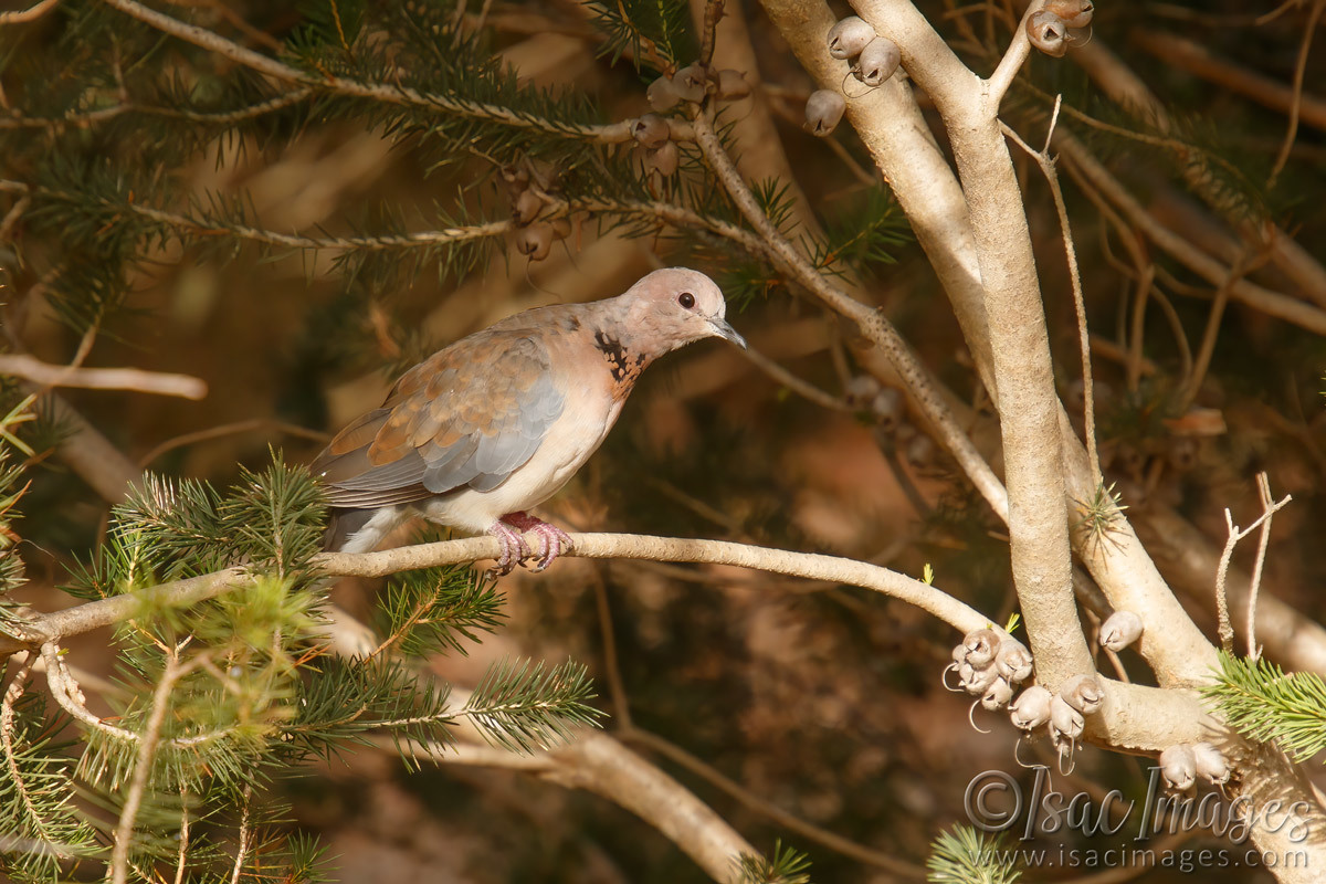 Click image for larger version

Name:	9300-Laughing_Dove.jpg
Views:	42
Size:	301.3 KB
ID:	498616