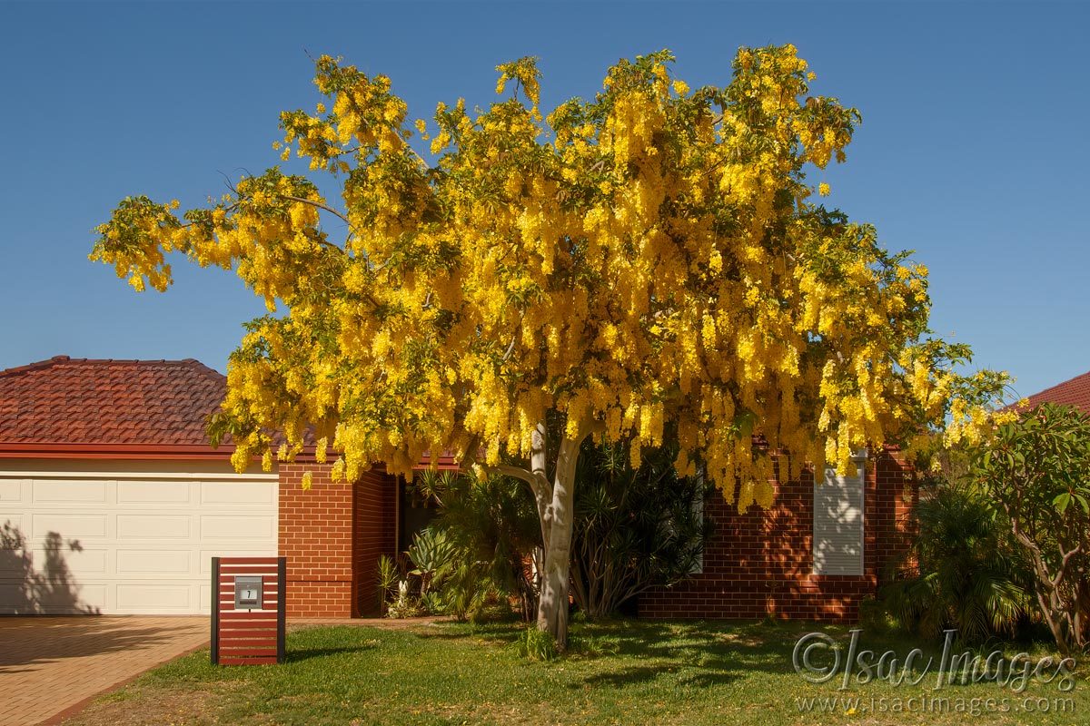 Click image for larger version

Name:	9198-Golden_Chain_Tree.jpg
Views:	73
Size:	259.5 KB
ID:	498623