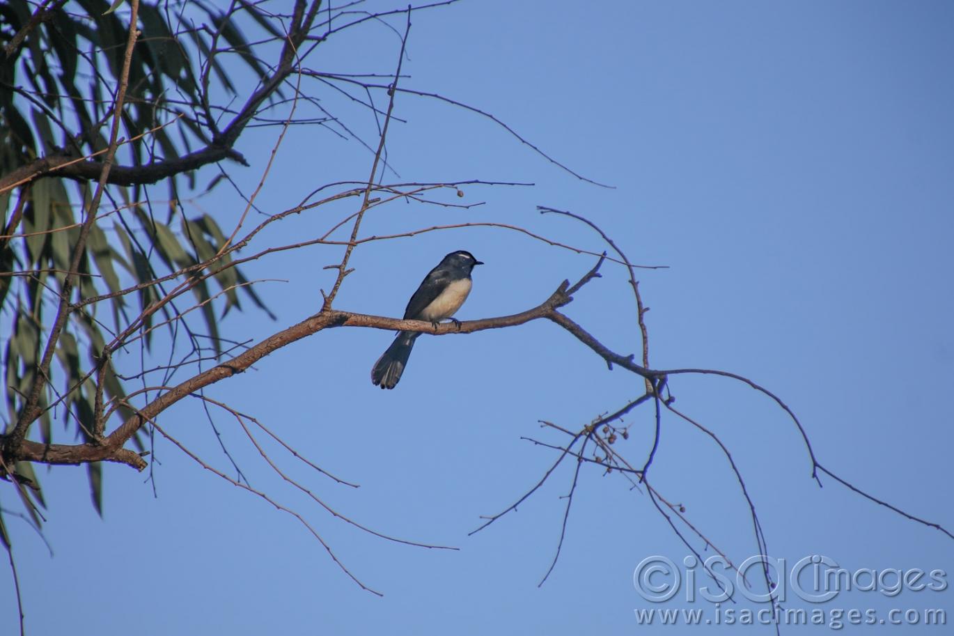 Click image for larger version

Name:	8882-Willie_Wagtail.jpg
Views:	68
Size:	100.2 KB
ID:	478706