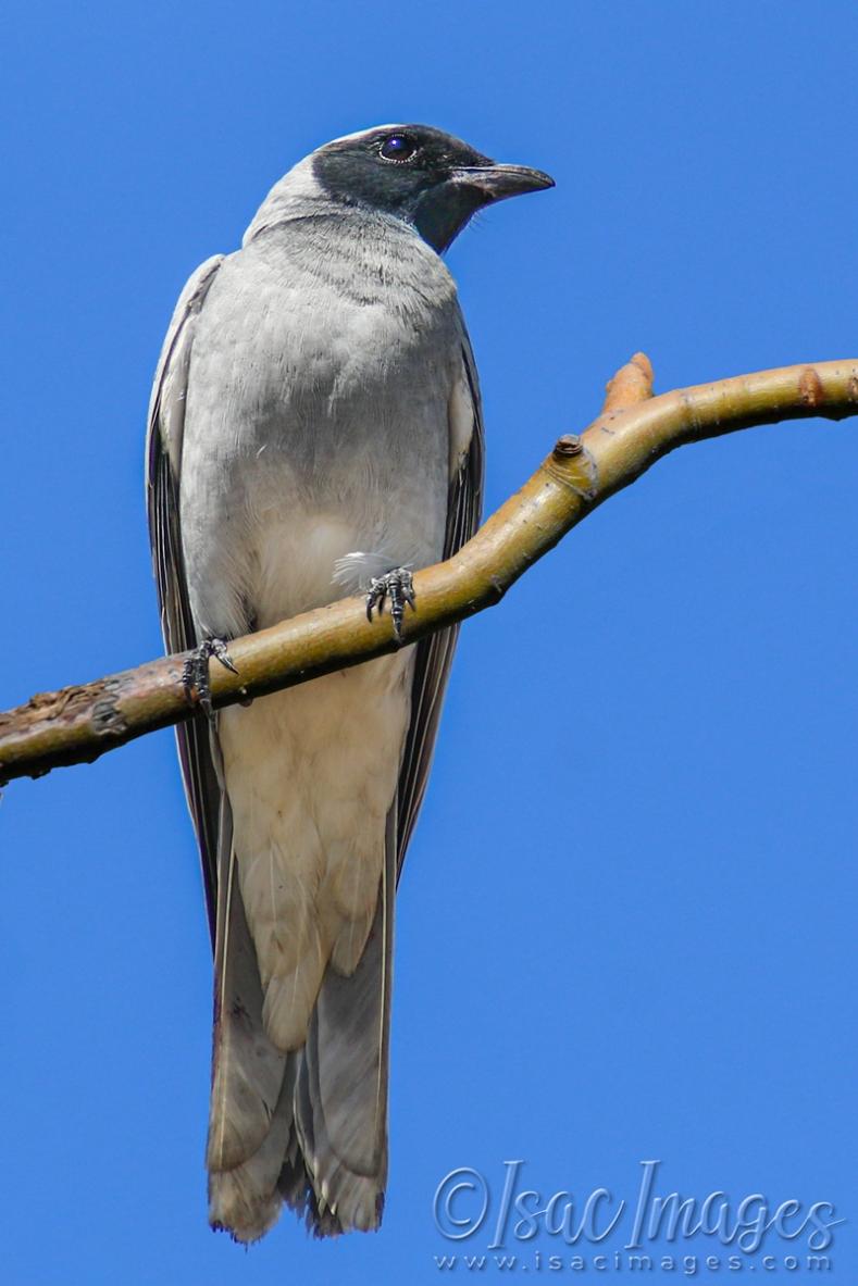 Click image for larger version

Name:	2145-Black_Faced_Cuckoo_Shrike.jpg
Views:	54
Size:	70.6 KB
ID:	480872