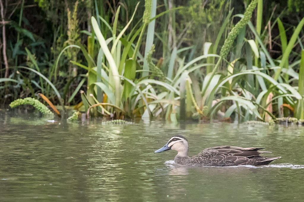 Click image for larger version  Name:	Pacific Black Duck.jpg Views:	0 Size:	214.1 KB ID:	467303