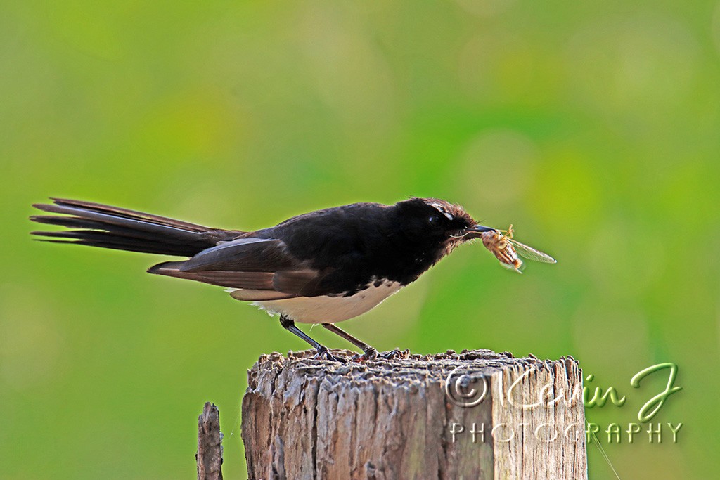 Click image for larger version

Name:	Wagtail with Cicada.jpg
Views:	107
Size:	127.3 KB
ID:	468882