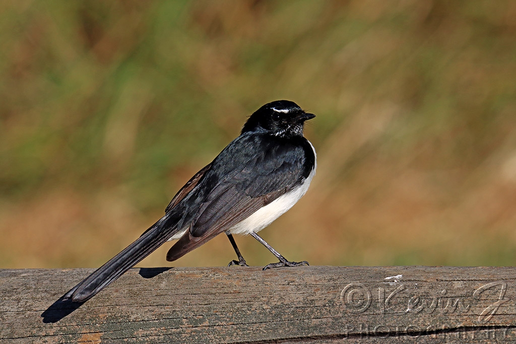 Click image for larger version

Name:	Wagtail.jpg
Views:	33
Size:	413.0 KB
ID:	471303