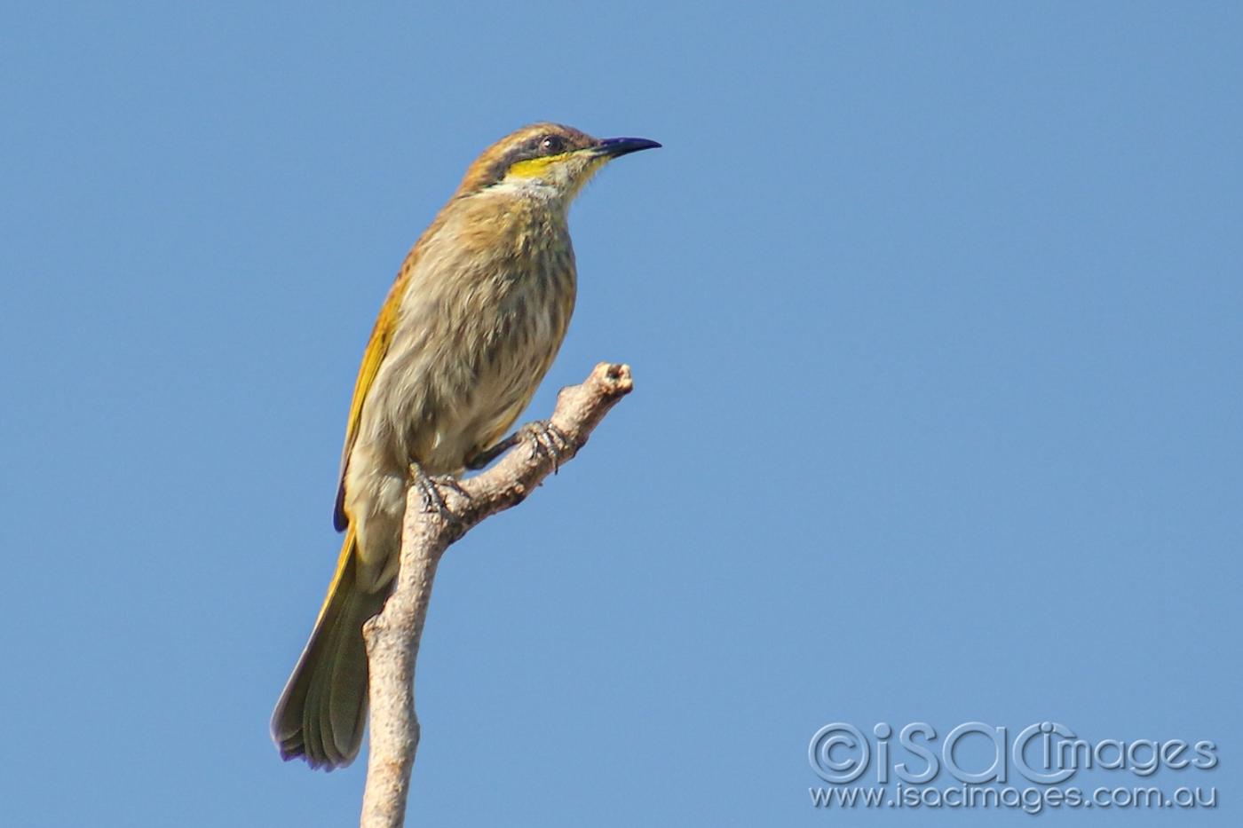 Click image for larger version

Name:	8193-Singing_Honeyeater.jpg
Views:	113
Size:	64.0 KB
ID:	478140