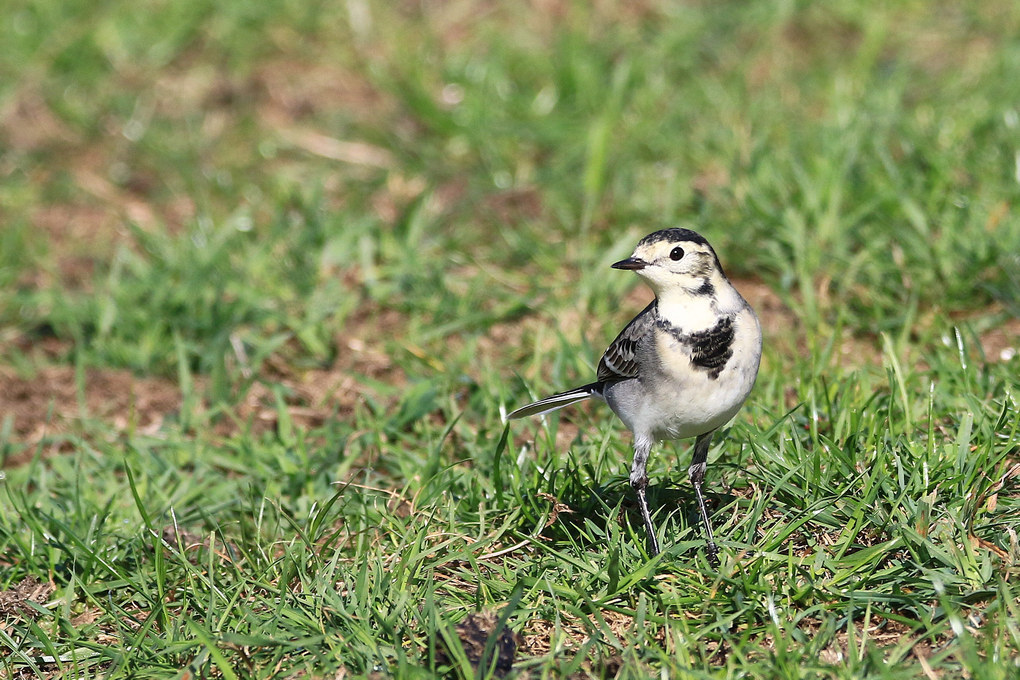 Click image for larger version

Name:	Pied Wagtail.jpg
Views:	64
Size:	290.1 KB
ID:	498698