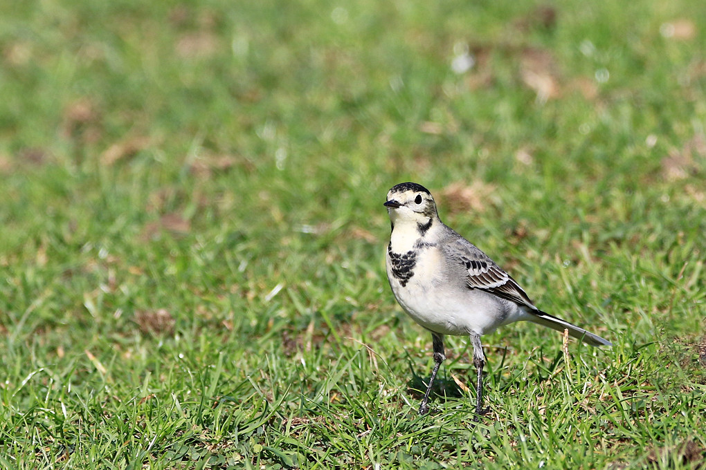 Click image for larger version

Name:	Pied Wagtail 2.jpg
Views:	58
Size:	295.2 KB
ID:	498699