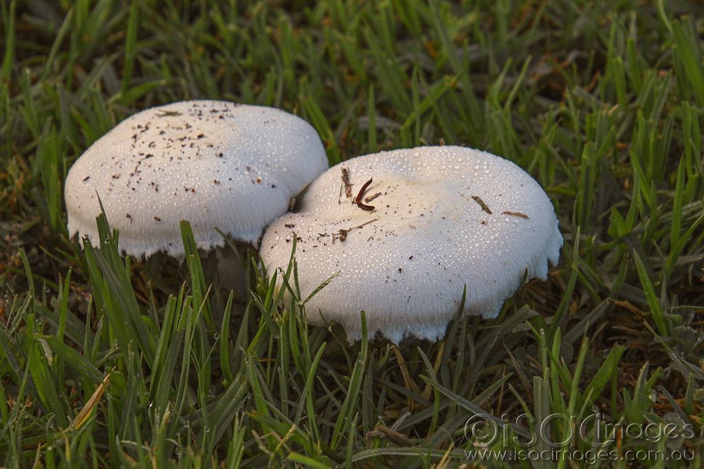 Click image for larger version  Name:	027A4539-Mushrooms.jpg Views:	0 Size:	496.1 KB ID:	469917