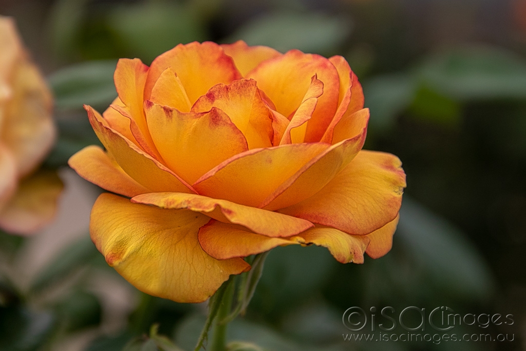 Click image for larger version

Name:	6291-Orange_Rose.jpg
Views:	38
Size:	370.6 KB
ID:	470859