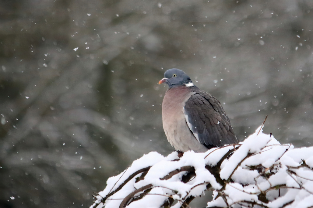 Click image for larger version

Name:	Cold pidgeon.jpg
Views:	72
Size:	293.0 KB
ID:	499035