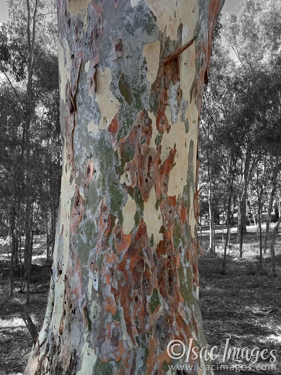 Click image for larger version

Name:	IMG20230202082742-Tree_Trunk_Colours.jpg
Views:	69
Size:	286.6 KB
ID:	499163