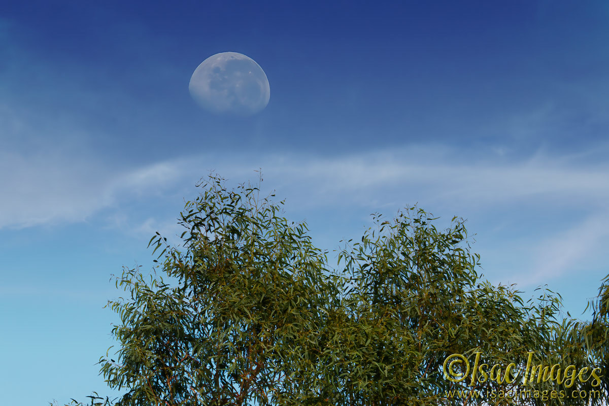 Click image for larger version

Name:	9388-Moon_Over_Gums.jpg
Views:	57
Size:	290.1 KB
ID:	499169