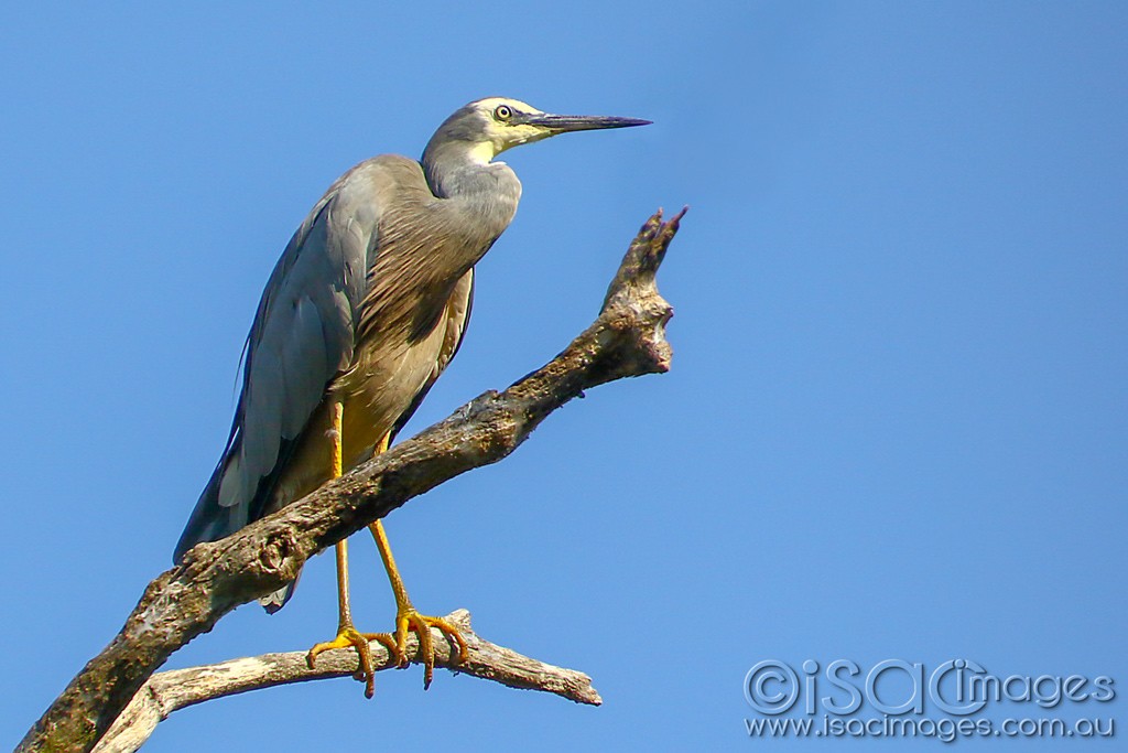 Click image for larger version

Name:	3507-White_Faced_Heron.jpg
Views:	63
Size:	117.0 KB
ID:	468106