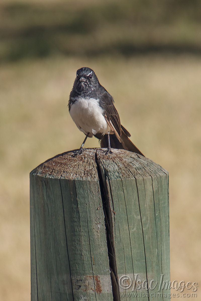 Click image for larger version

Name:	9473-Willie_Wagtail.jpg
Views:	72
Size:	298.9 KB
ID:	499304