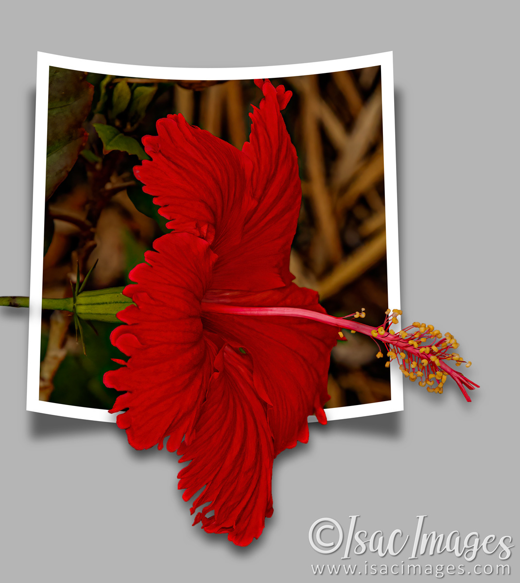 Click image for larger version

Name:	9485-Red_Hibiscus_OOB.jpg
Views:	28
Size:	287.2 KB
ID:	499332