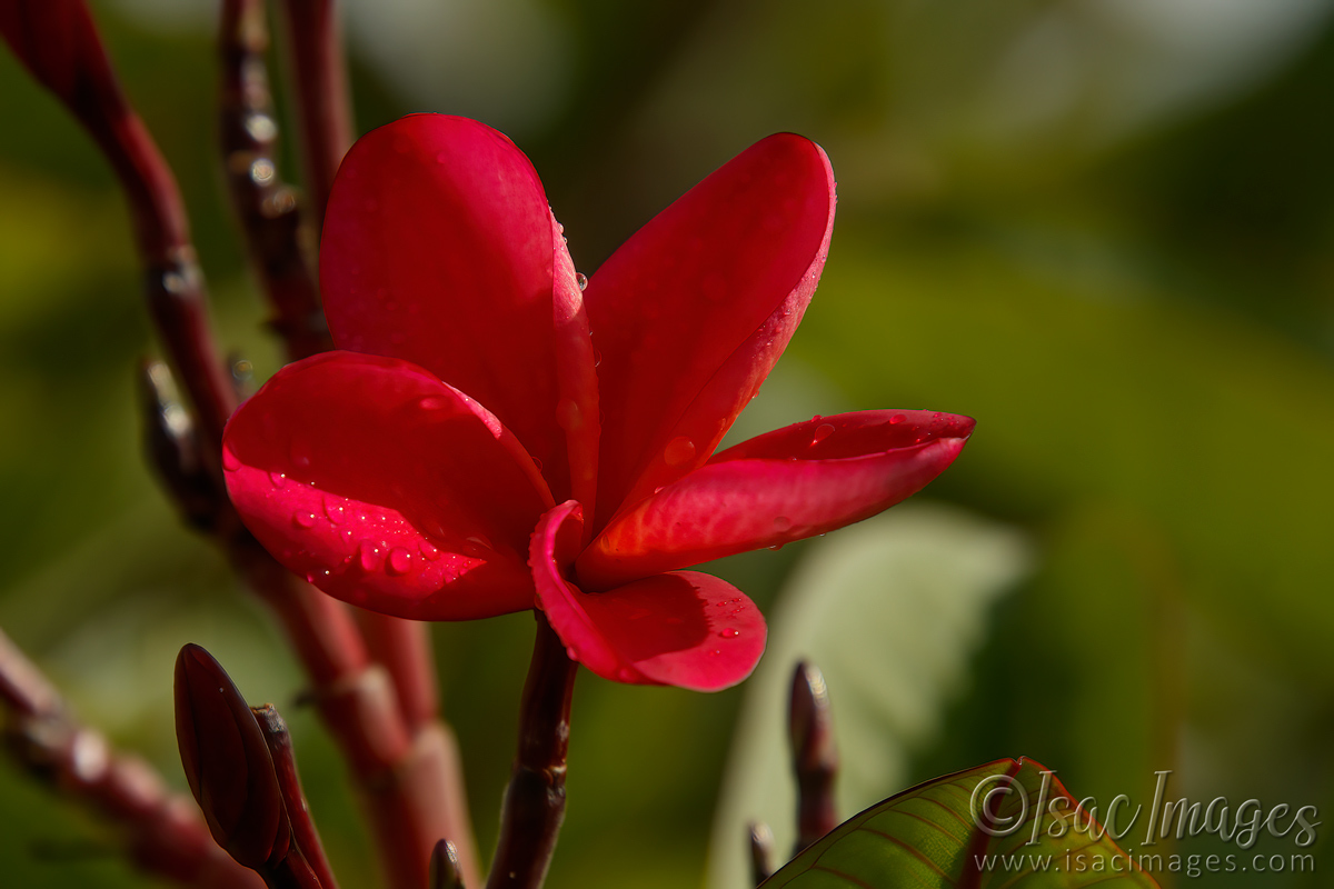 Click image for larger version

Name:	9506-Red_Frangipani.jpg
Views:	51
Size:	312.3 KB
ID:	499529