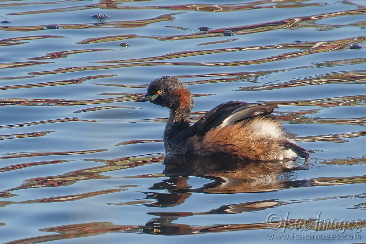 Click image for larger version

Name:	9621-Australasian_Grebe.jpg
Views:	39
Size:	303.9 KB
ID:	499635