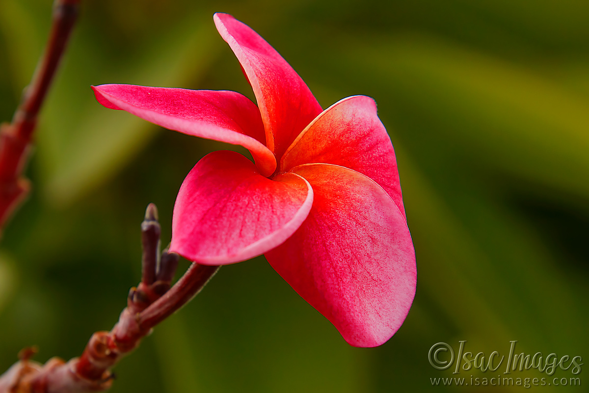 Click image for larger version  Name:	9645-Red_Hibiscus.jpg Views:	3 Size:	283.8 KB ID:	499640