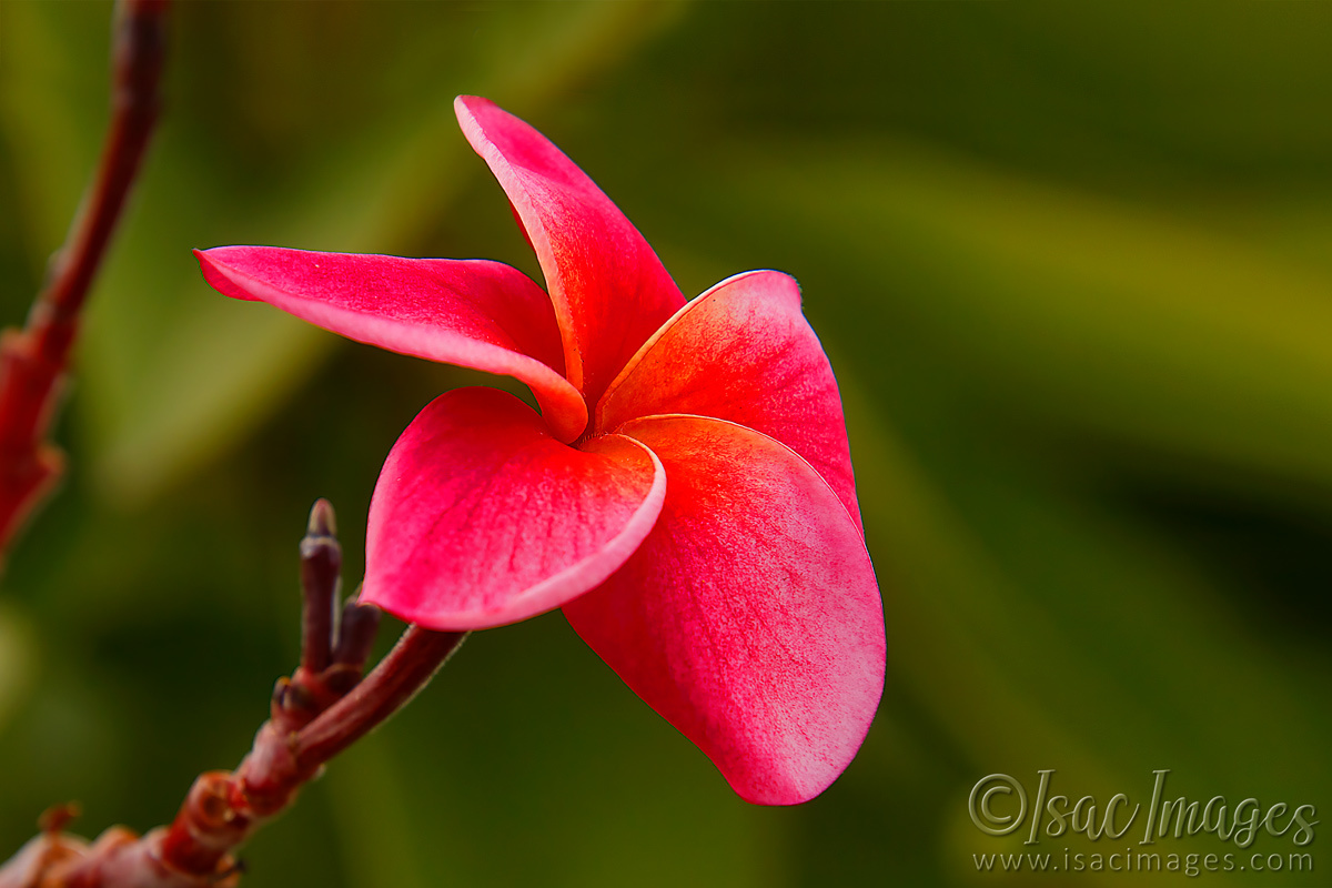 Click image for larger version

Name:	9645-Red_Hibiscus.jpg
Views:	26
Size:	276.9 KB
ID:	499694