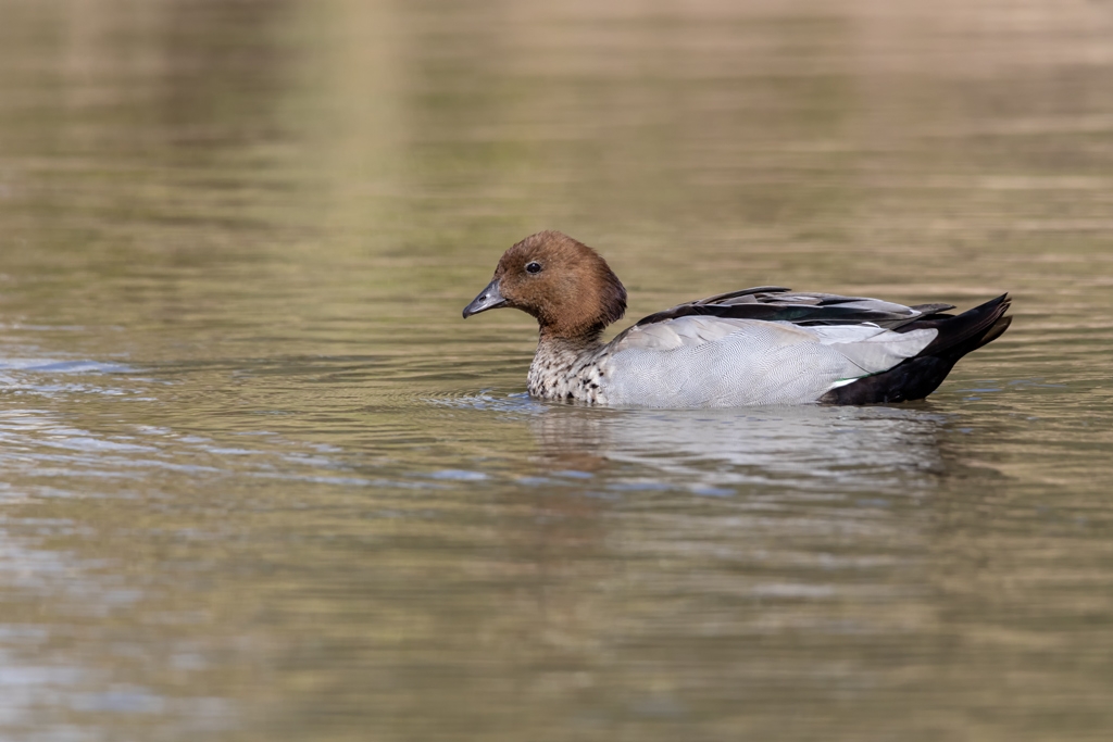 Click image for larger version  Name:	Australian Wood Duck 1.jpg Views:	0 Size:	312.5 KB ID:	470167