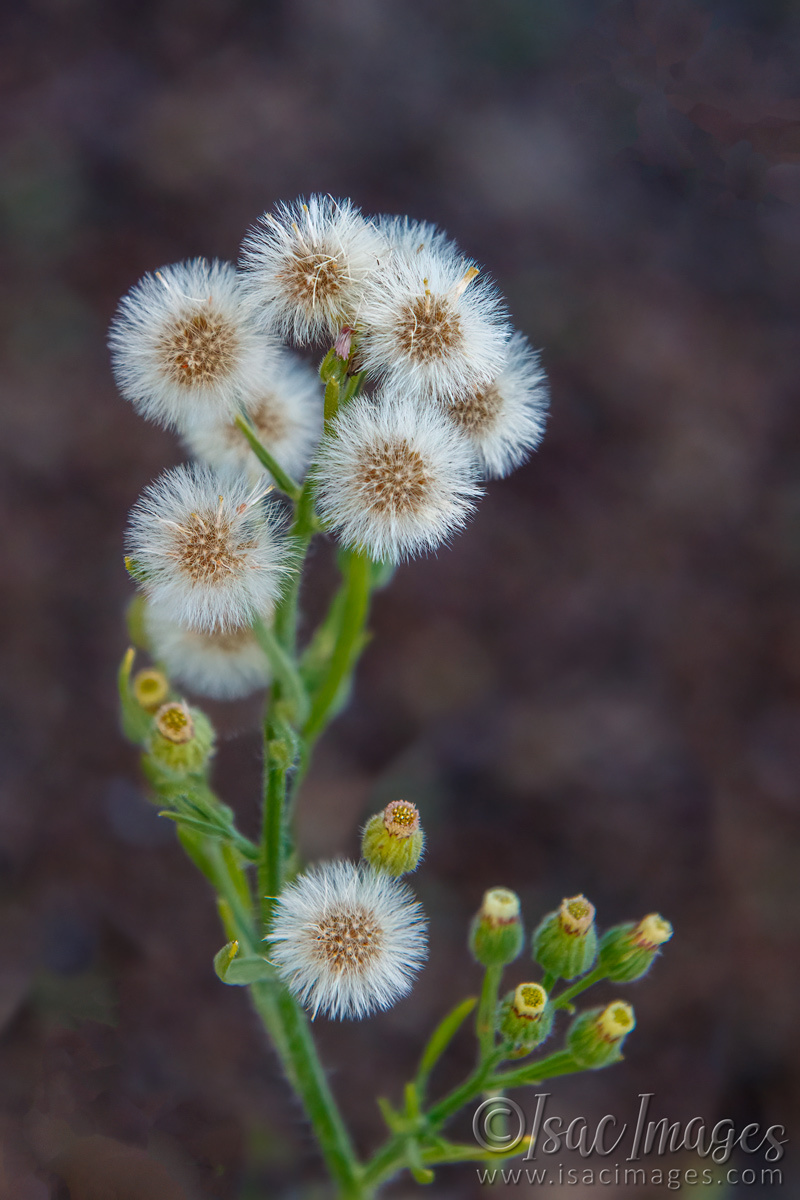 Click image for larger version

Name:	9597-Sow_Thistles.jpg
Views:	56
Size:	280.2 KB
ID:	499811