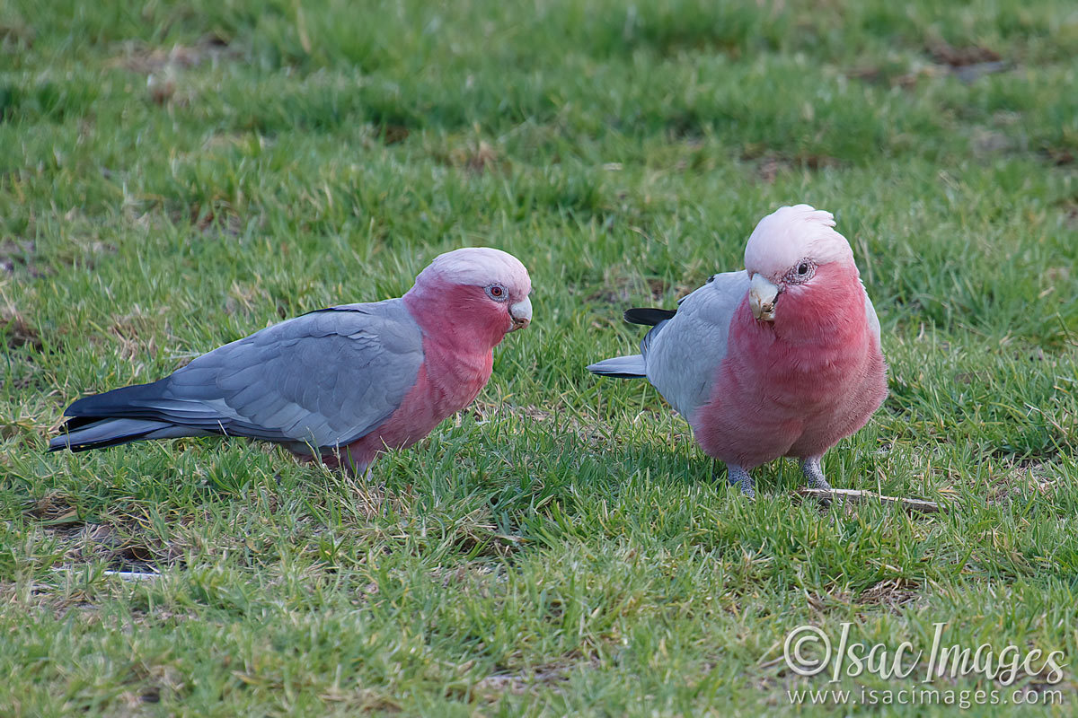 Click image for larger version

Name:	9652-Pink_and_Grey_Galahs.jpg
Views:	69
Size:	296.3 KB
ID:	499813