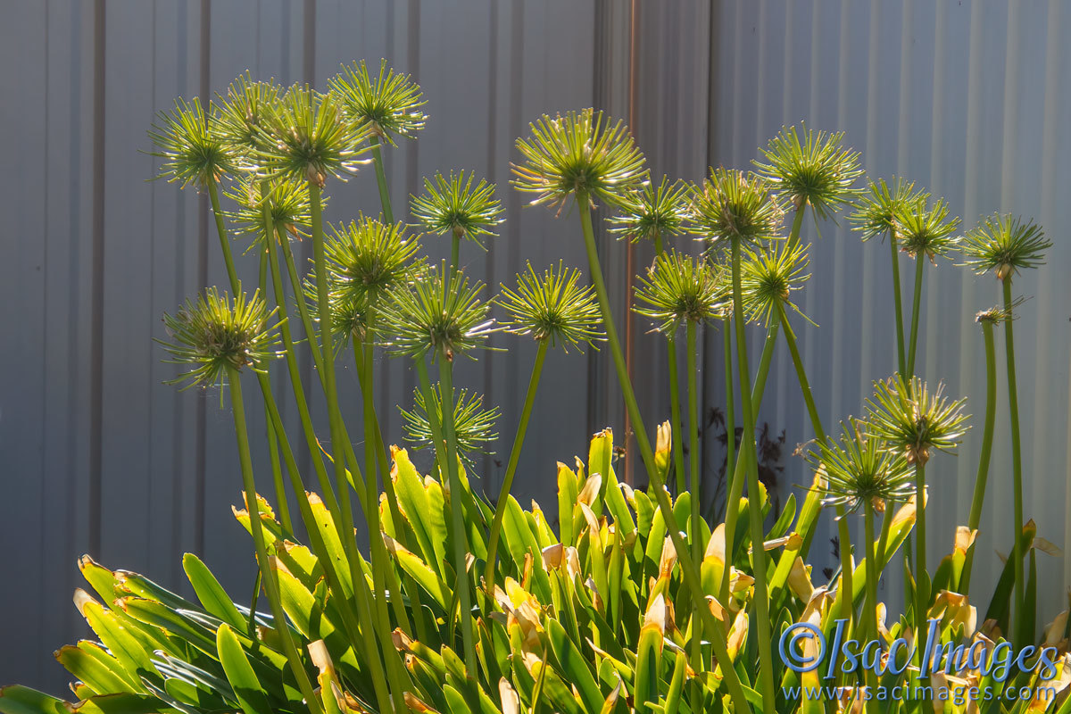 Click image for larger version

Name:	9760-Agapanthus_in_Sunshine.jpg
Views:	59
Size:	300.2 KB
ID:	500031