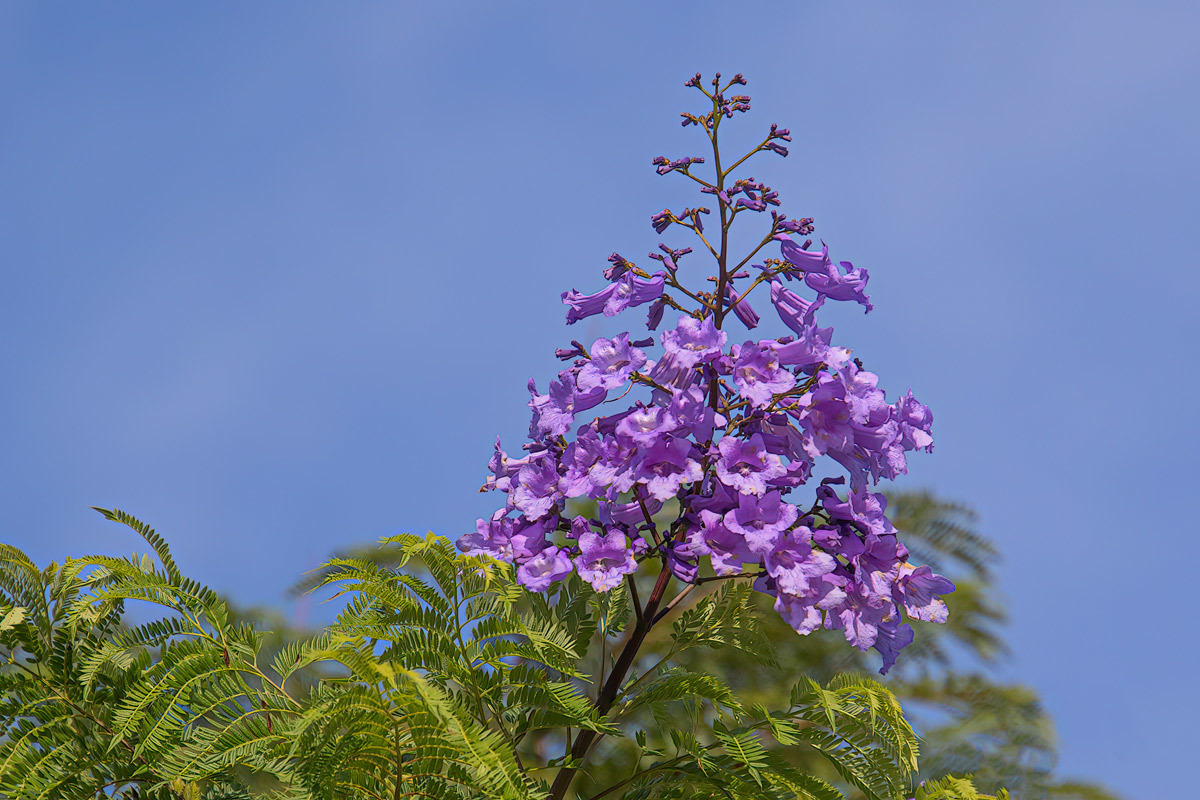 Click image for larger version

Name:	9752-Jacaranda.jpg
Views:	38
Size:	298.4 KB
ID:	500033